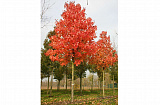 Дуб красный "Quercus rubra"